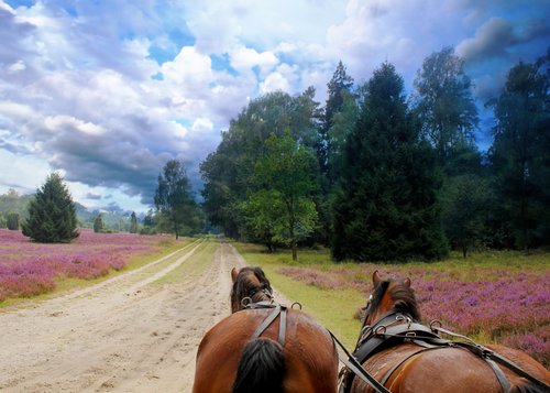 Malerische Lüneburger Heide