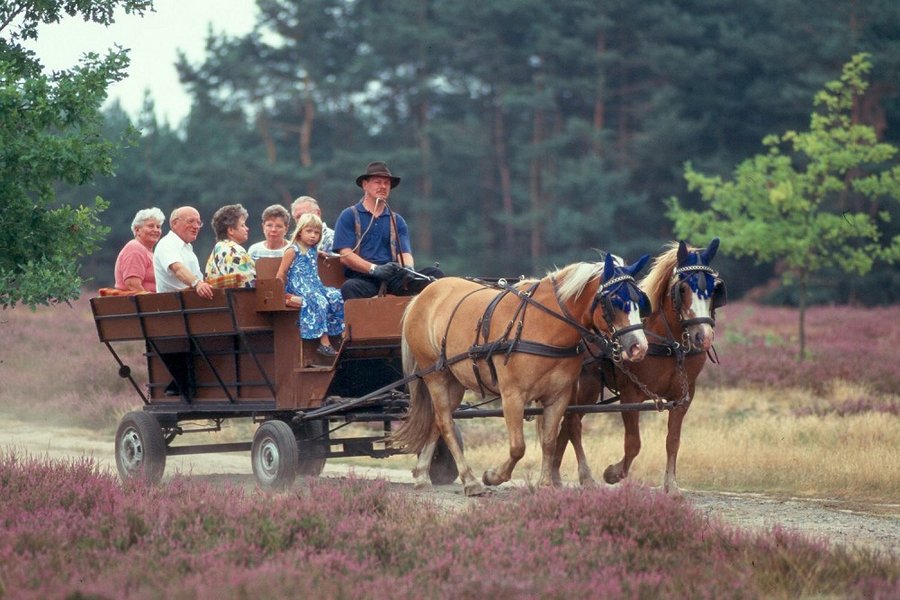 Malerische Lüneburger Heide