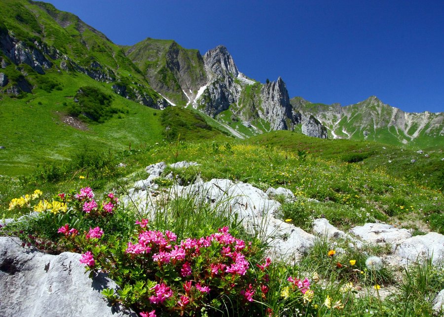 Almabtrieb in der Steiermark