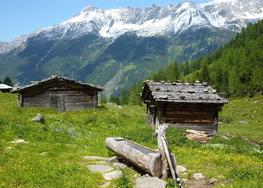 Almabtrieb im Alpbachtal