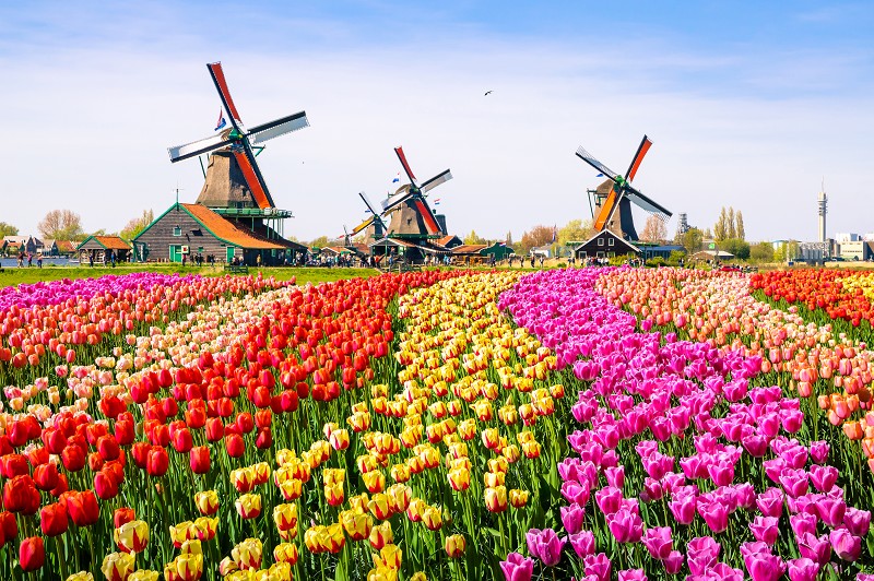 Frühlingserwachen in Holland