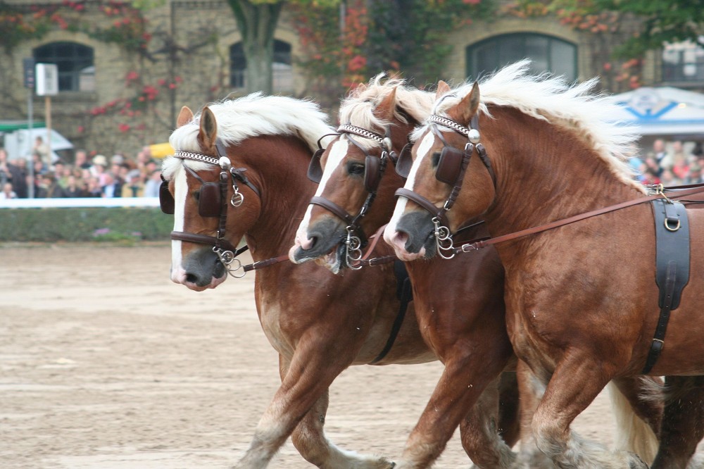 Hengstparade Moritzburg