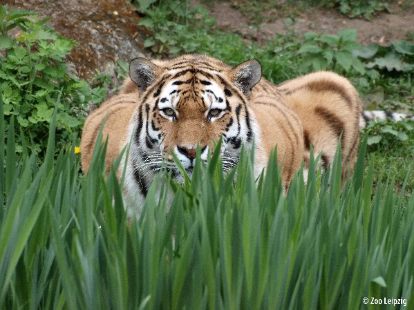 Leipzig Zoo