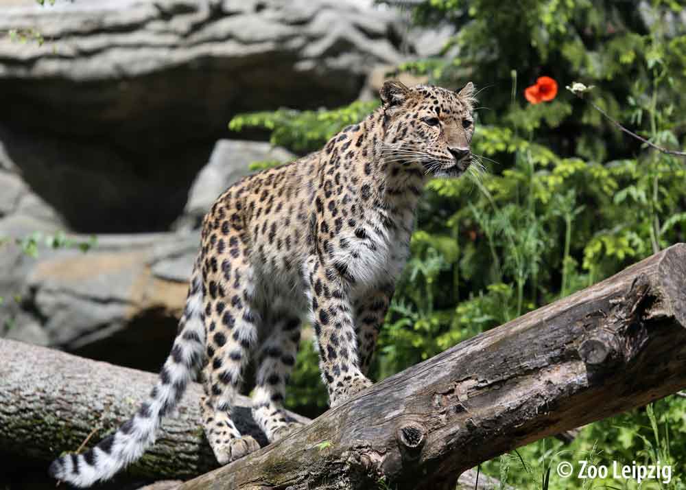 Leipzig Zoo