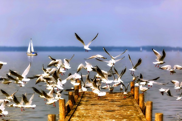 Naturparadies Steinhuder Meer