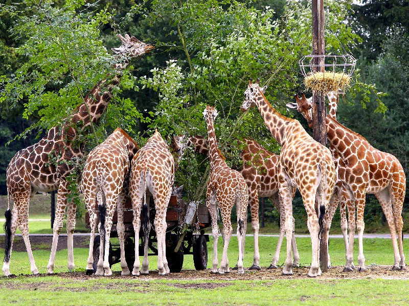 Serengeti-Park Hodenhagen