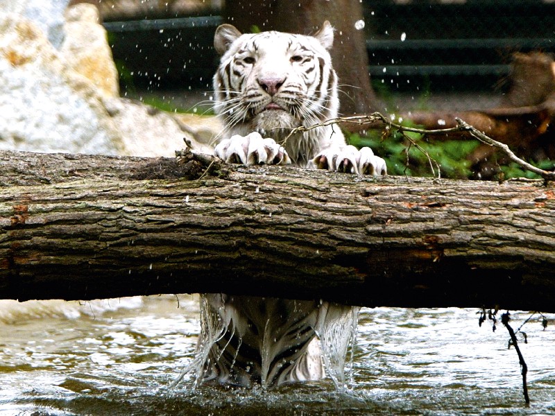 Serengeti-Park Hodenhagen