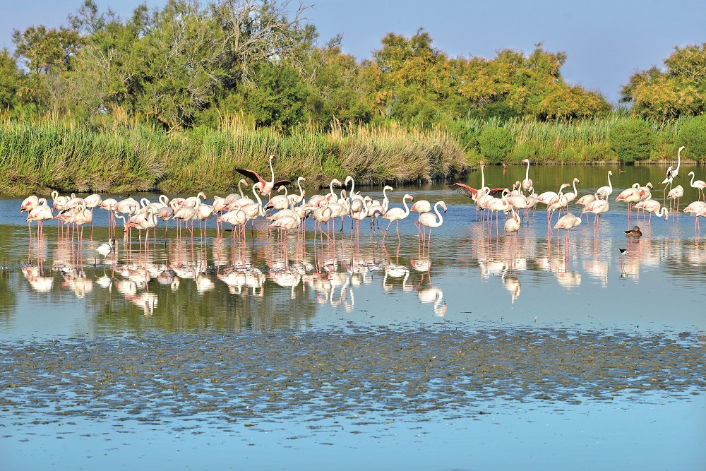 Fiesta in der Camargue