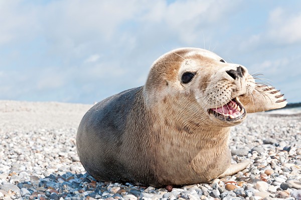 Nordfriesische Inselwelt