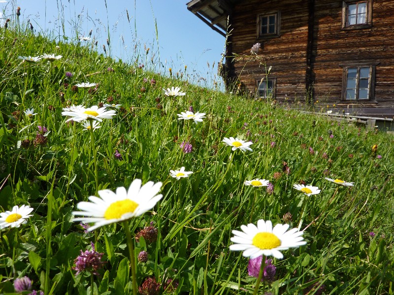 Sommertraum im Gasteinertal